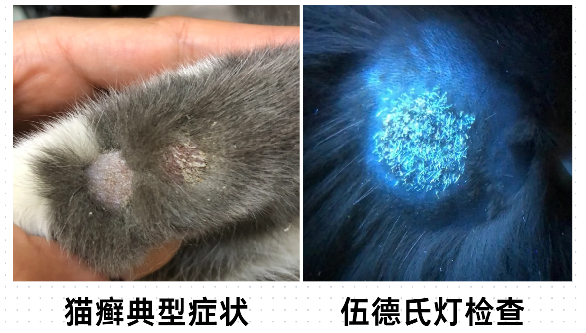 猫癣症状