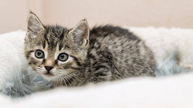 猫粮哪种好？新手必看的5大选粮标准（蛋白/脂肪/碳水黄金比例）