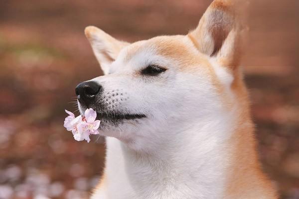 什麼是犬瘟熱病毒