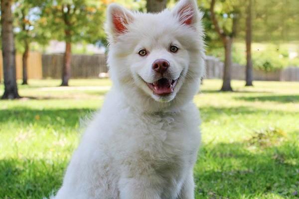 犬瘟热治疗费用要多少钱