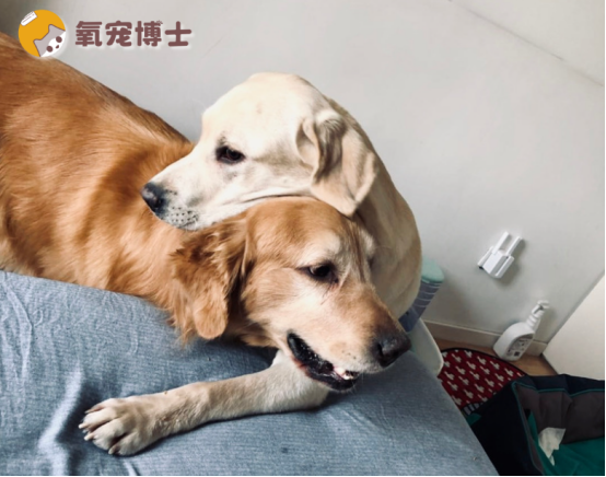 狗狗打架被咬伤怎么办？