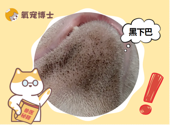 猫咪为什么会黑下巴？是脏了还是生病了？真相大揭秘！