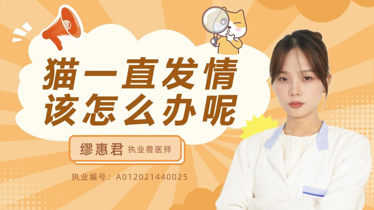猫一直发情该怎么办呢？