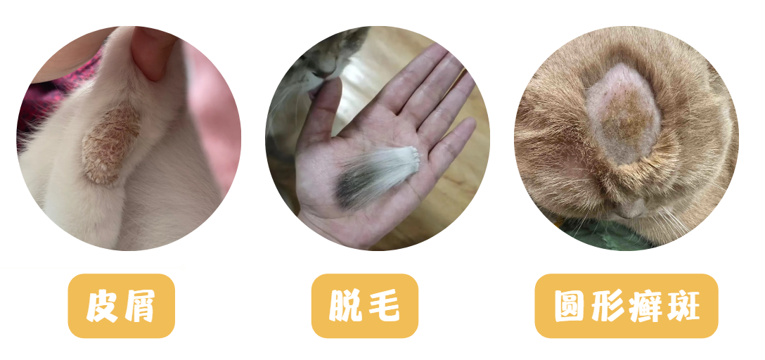 猫得了猫癣怎么办？