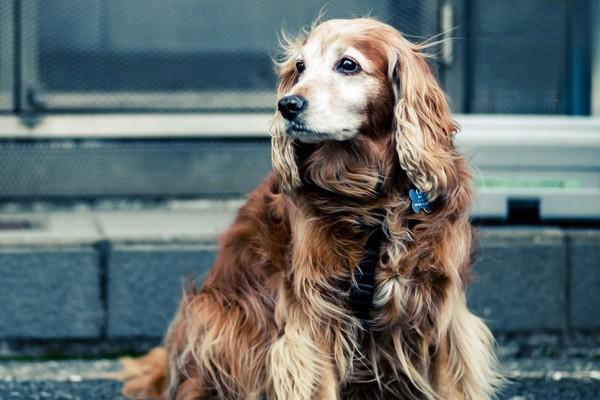 博美犬不能吃什么 狗狗禁忌食物有哪些