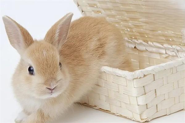 兔子怕冷还是怕热？对环境的要求是什么？