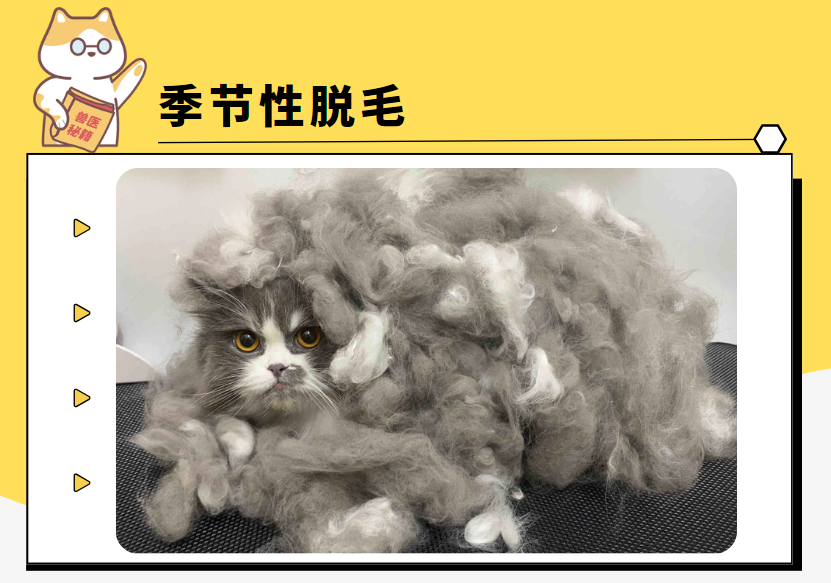 猫老是掉毛