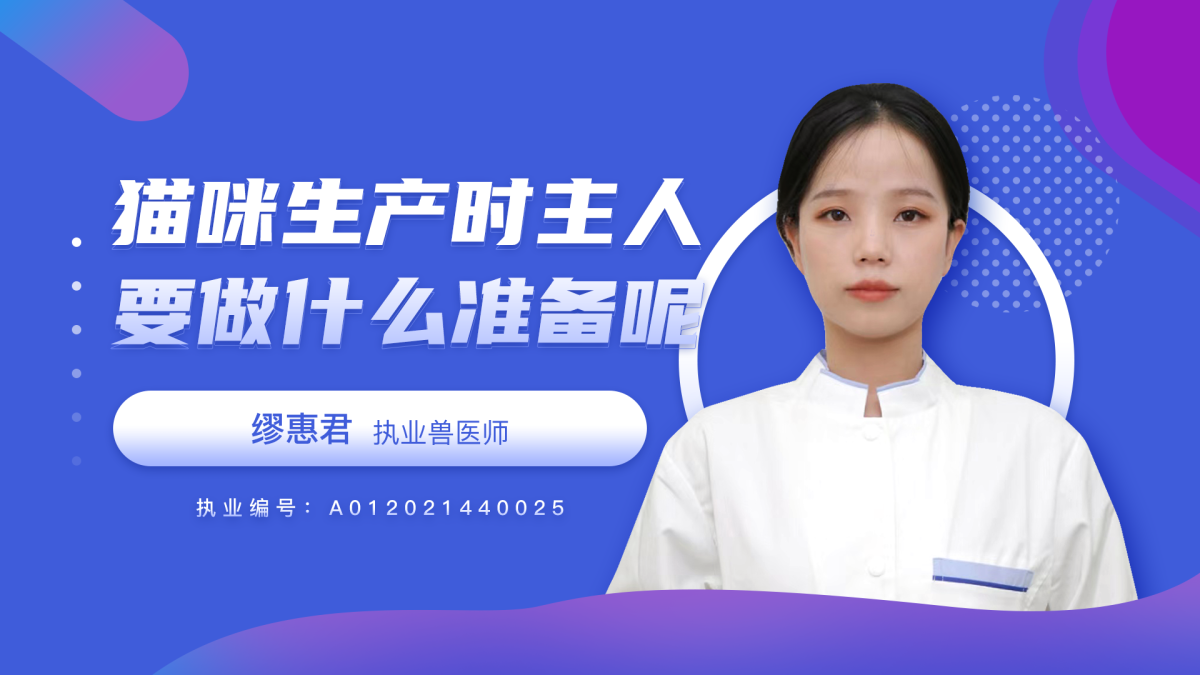 貓咪生產(chǎn)時(shí)主人要做什么準(zhǔn)備？