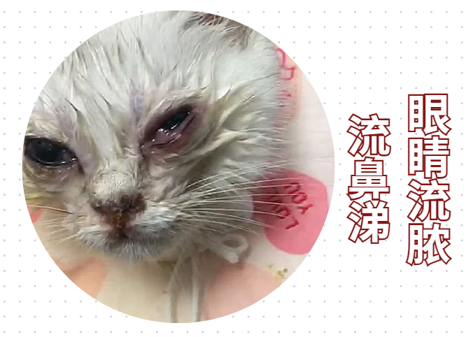 猫眼睛流脓用什么药？