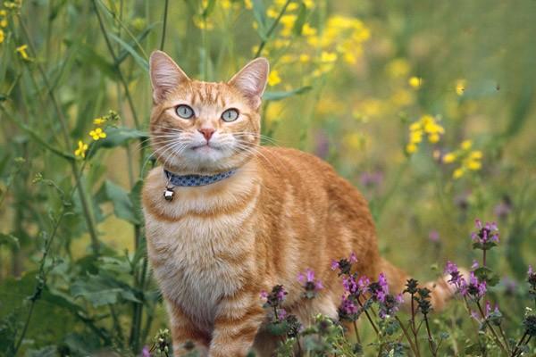 春季猫咪脱毛与发情的解决方法