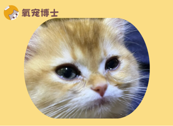 幼猫一直流眼泪