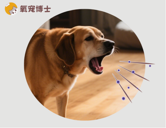 深夜“咔咔”声不断！狗狗间歇性干咳干呕是怎么回事？