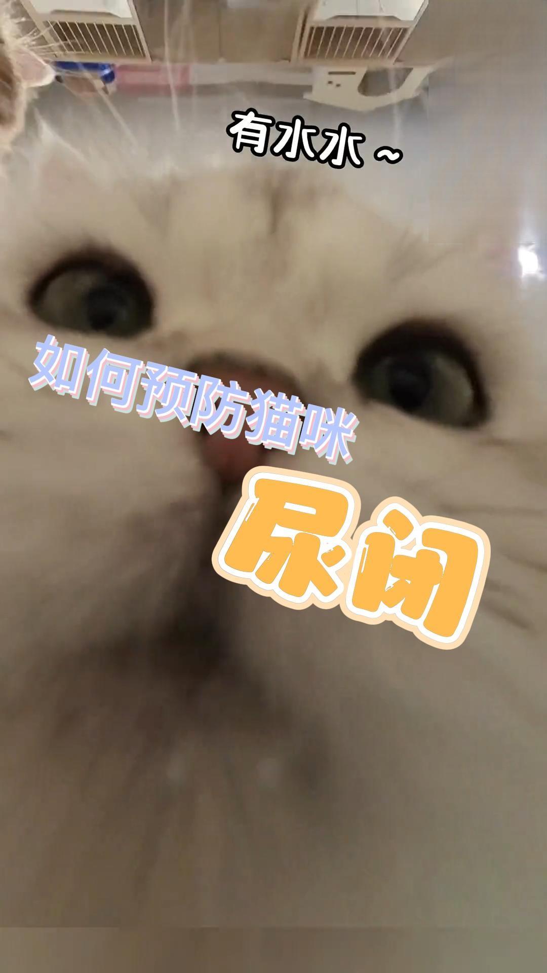 怎么样预防公猫尿闭呢？