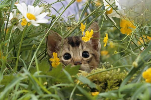 如何引导猫咪增加饮水量