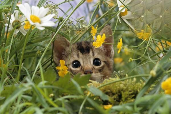 室内猫咪也要打疫苗吗