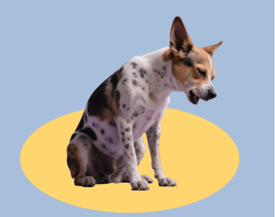 狗狗心丝虫怎么治？