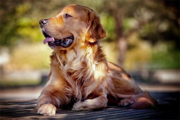 狗狗的尿道感染是怎么回事？