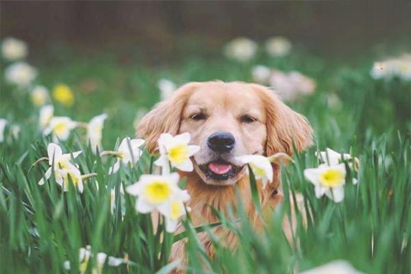 金毛犬吃什么食物最好最省钱