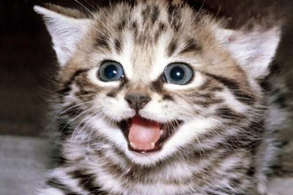 猫咪轻度黑下巴症状已治愈