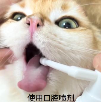 猫咪口腔溃疡怎么治疗最有效？