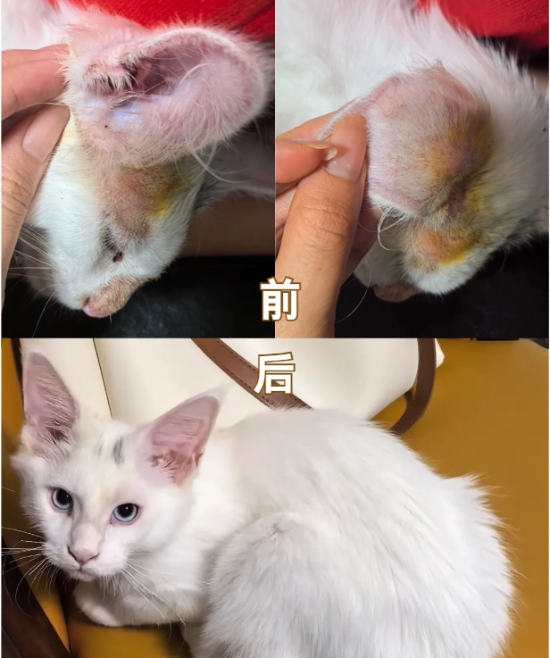 猫咪皮肤过敏用什么药？