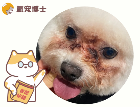 紅黴素眼膏塗在狗狗的淚痕處有用嗎？