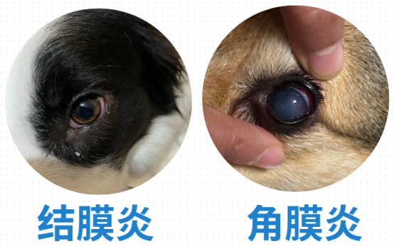 狗狗眼睛发炎流眼泪