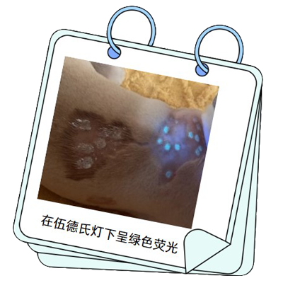 狗狗真菌性皮肤病治疗要多少钱？