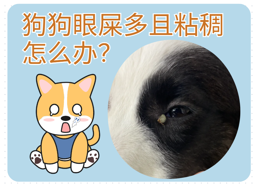 狗狗眼屎特別多還很黏稠怎么回事？