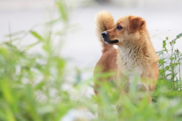 狗狗体内寄生虫之毛首线虫的症状和治疗