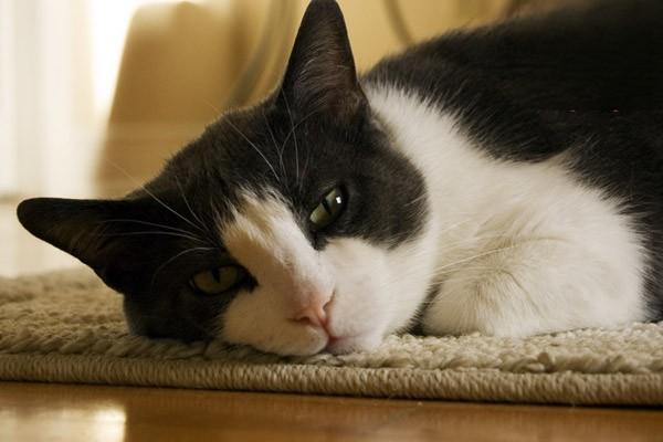 猫咪肾衰的症状与治疗