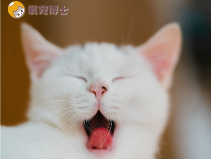 貓咪吐了沒消化的貓糧？別慌！記住3步緊急處理法