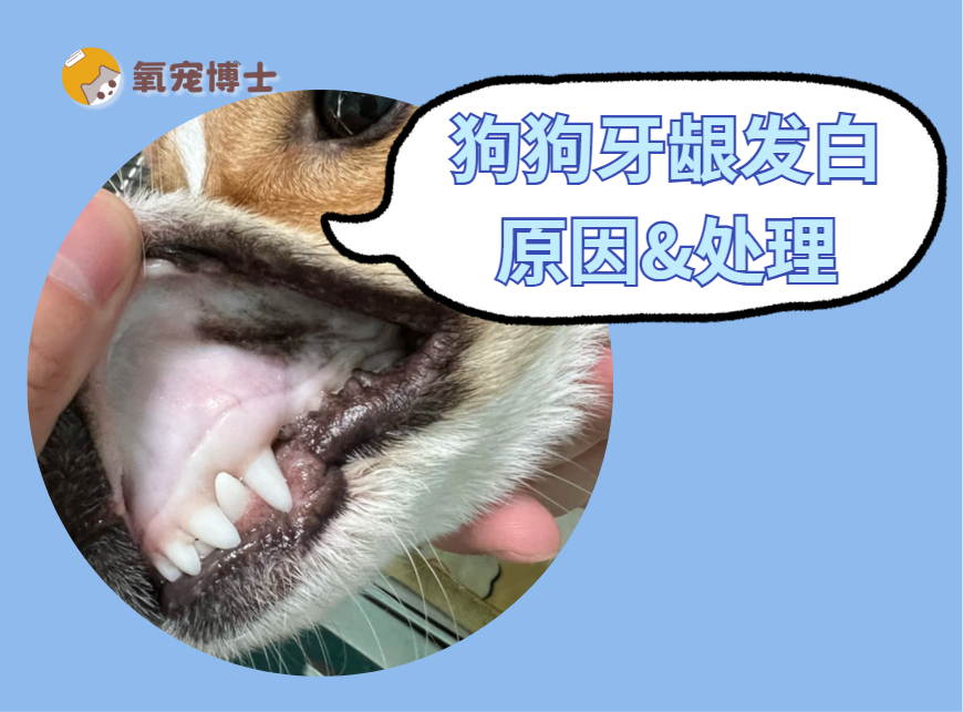 狗狗牙龈发白的原因