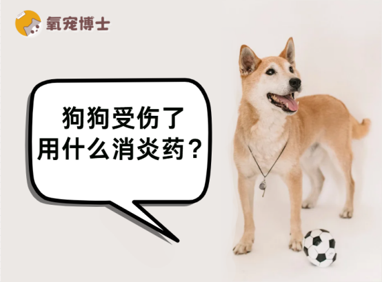 狗狗受伤了用什么消炎药？这份清单请收好