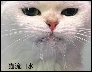 貓咪流口水？別輕易用藥！