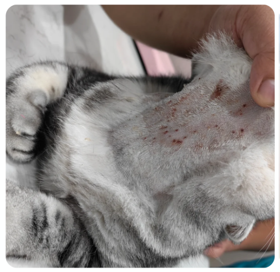 猫咪跳蚤过敏