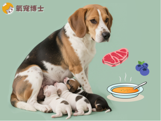 狗狗产后吃什么下奶多？
