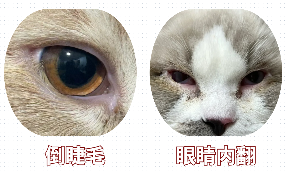 猫有眼屎流泪怎么办？