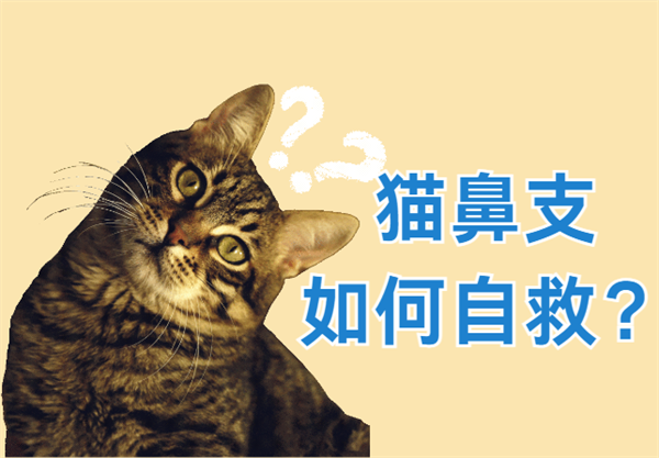 猫鼻支可以在家治吗？