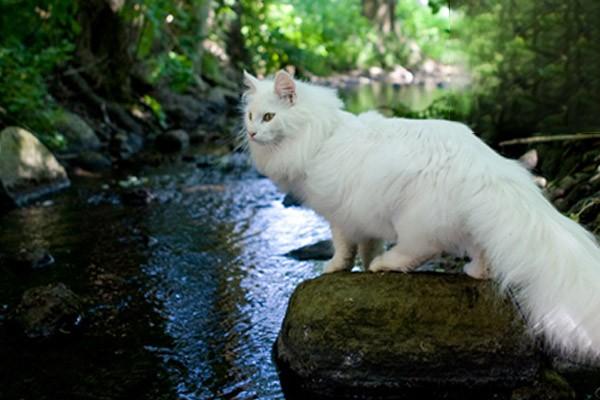 貓咪為什麼喜歡喝洗腳水