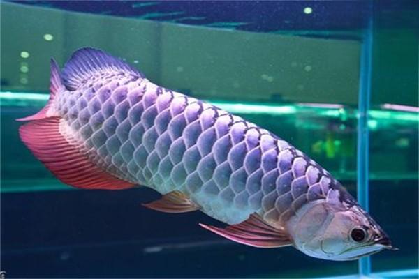 银龙鱼的形态特征和繁殖方法