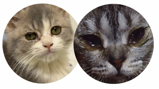 小猫眼睛流眼泪用什么药？