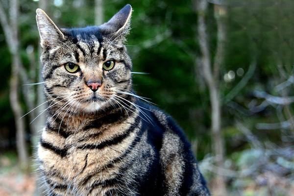 猫自发性膀胱炎猫膀胱炎猫肾衰竭，猫膀胱炎并发症急性肾衰