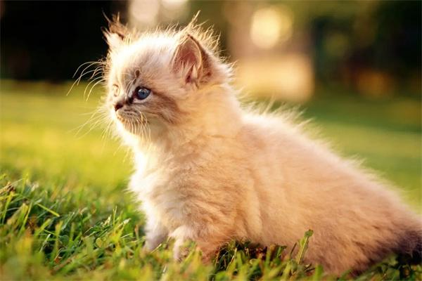 猫咪的耳朵有异味怎么回事？