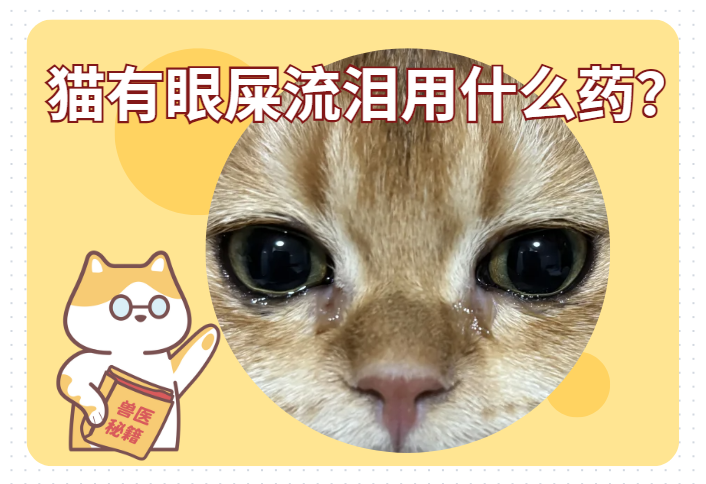 貓有眼屎流淚用什么藥？