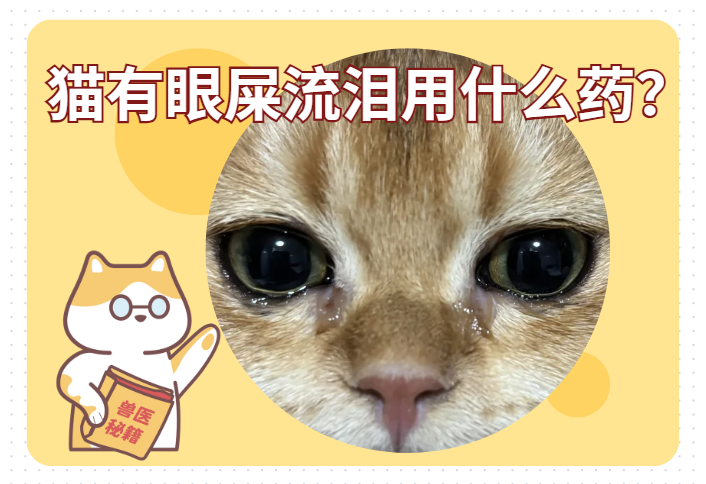 猫有眼屎流泪用什么药？