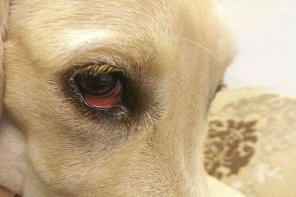 狗眼睛红是狂犬病吗.jpg