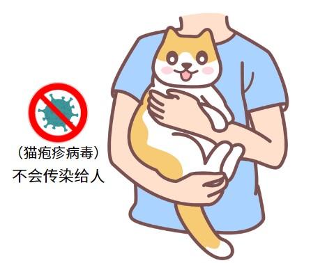 惊！猫鼻支会传染给人？