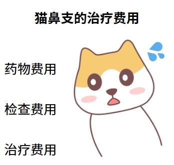 宠物医院治疗猫鼻支要多少钱？