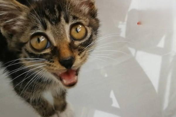 猫感冒和猫鼻支有关系吗